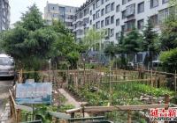 南陽掀起志愿服務新熱潮 助力創建全國文明城市